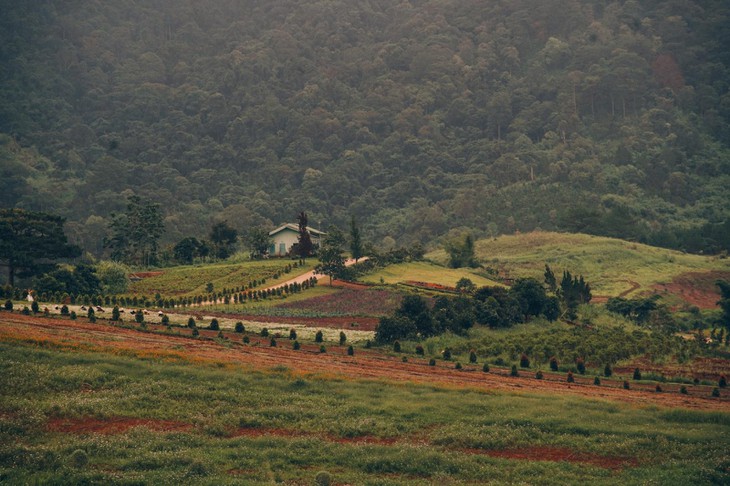 Phong Canh Da Lat Pta 2